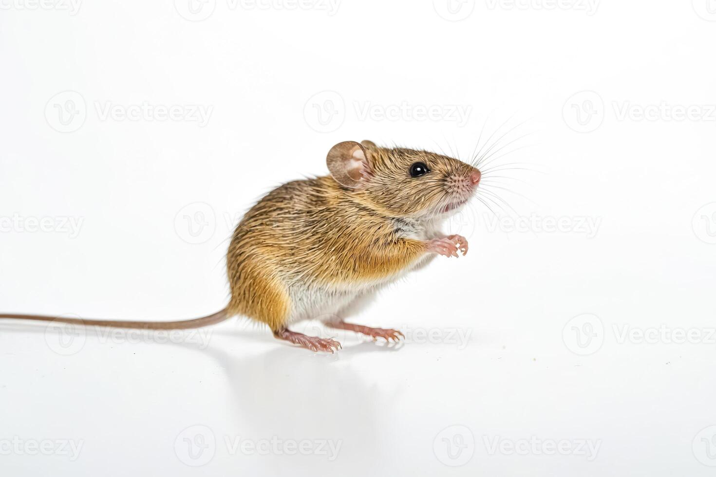 Closeup of a Cute House Mouse on a White Background photo