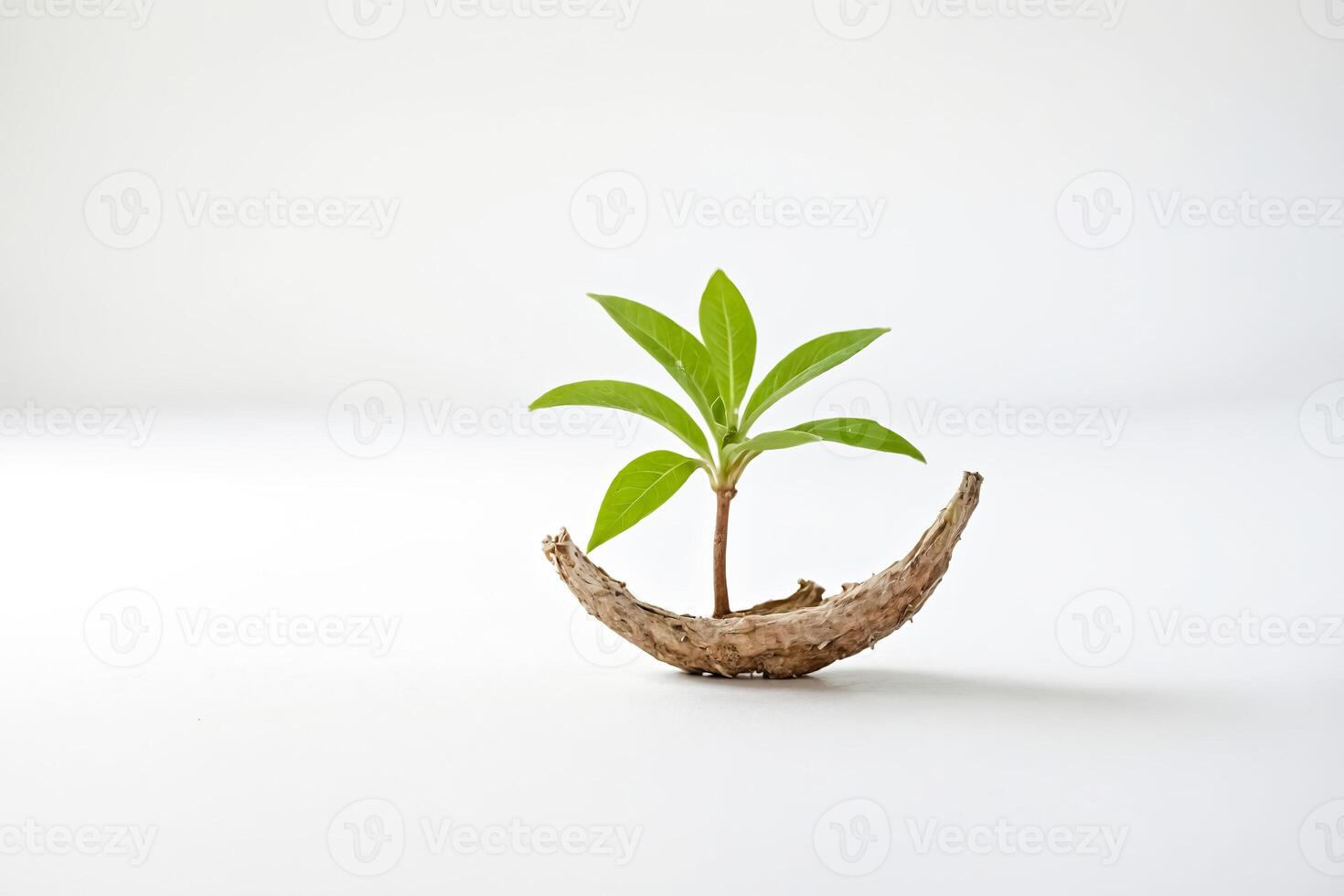 Small plant growing in a wooden shell photo