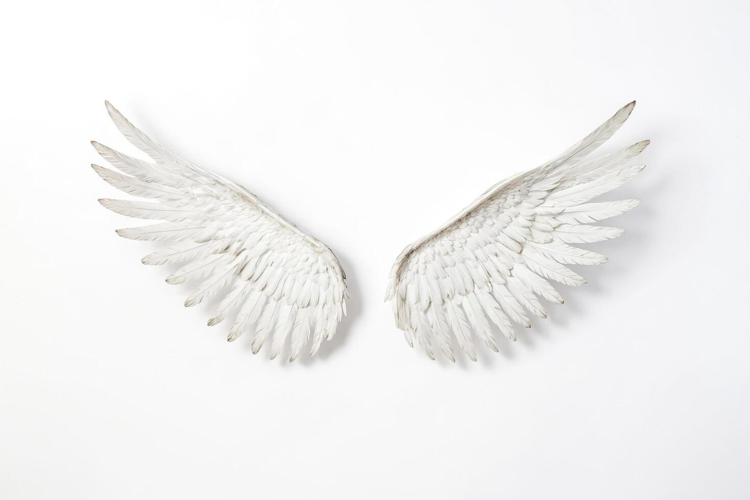 White Angel Wings on White Background photo
