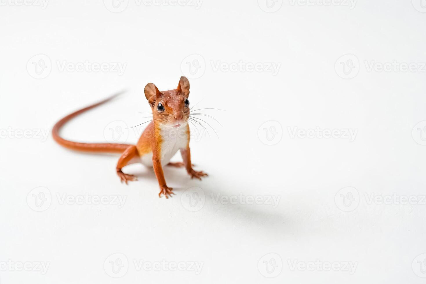 Adorable Squirrel Sitting on a White Background photo