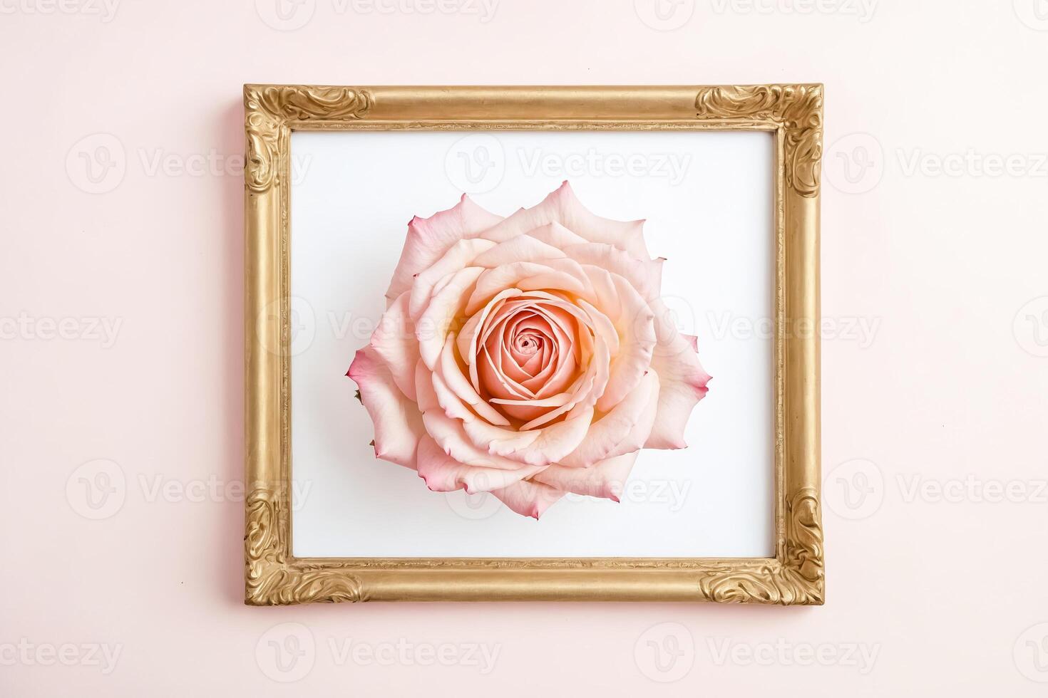 Pink Rose in a Gold Frame on Pink Background photo