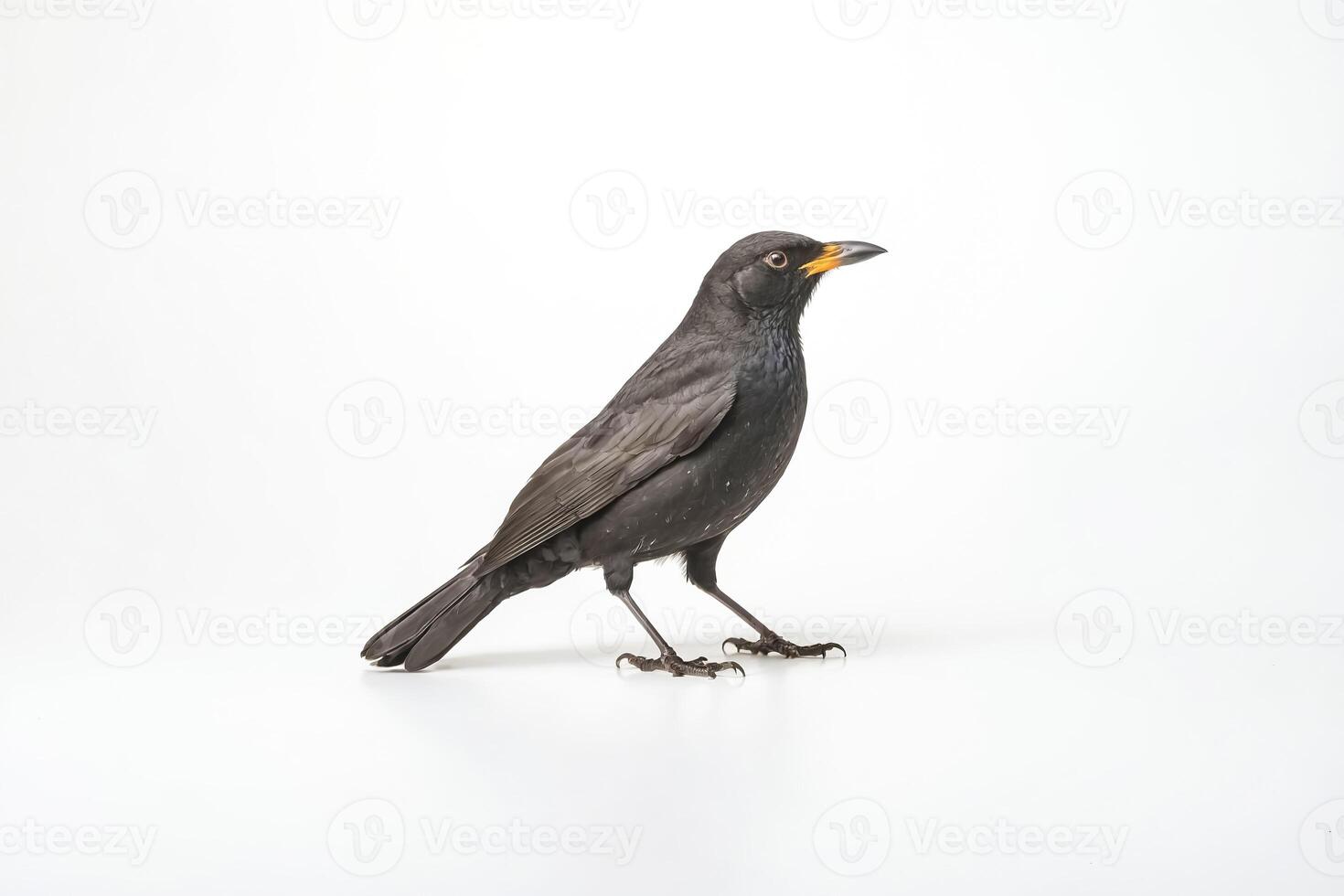 Blackbird with Yellow Beak on White Background photo