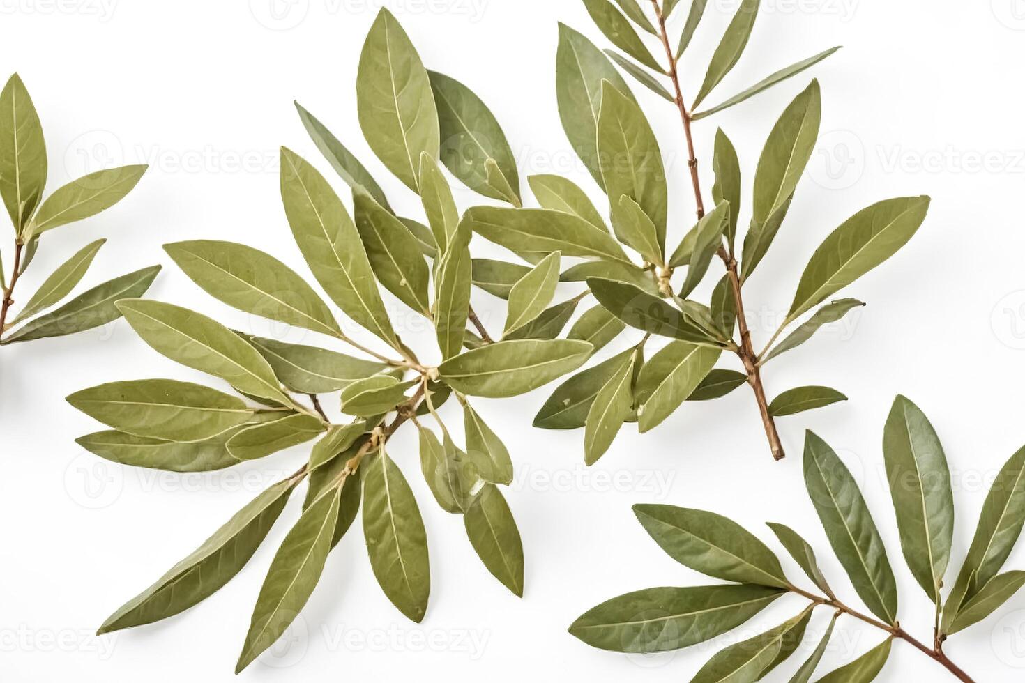 Green leaves isolated on white background photo