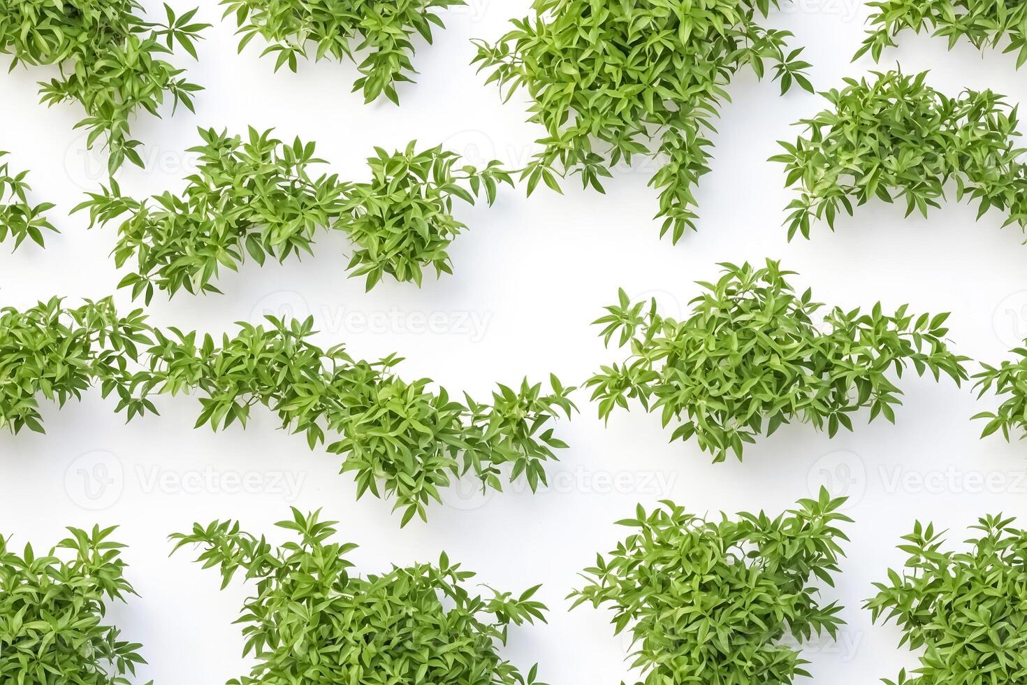 Lush Green Foliage on White Background photo