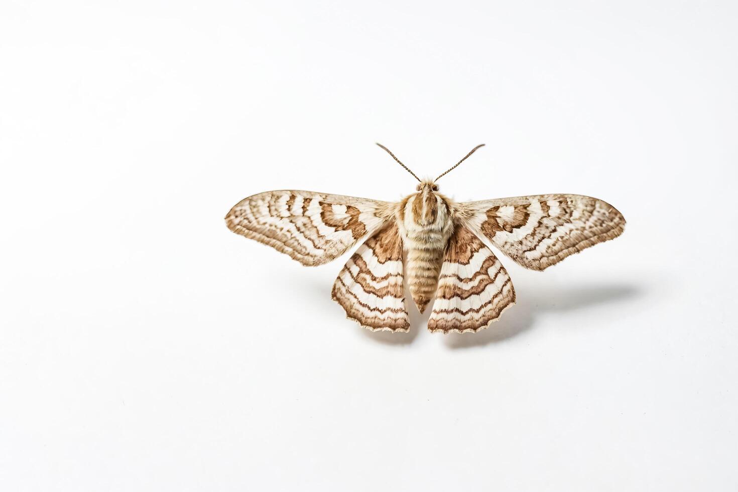 Close-up of a brown and white moth on a white background photo