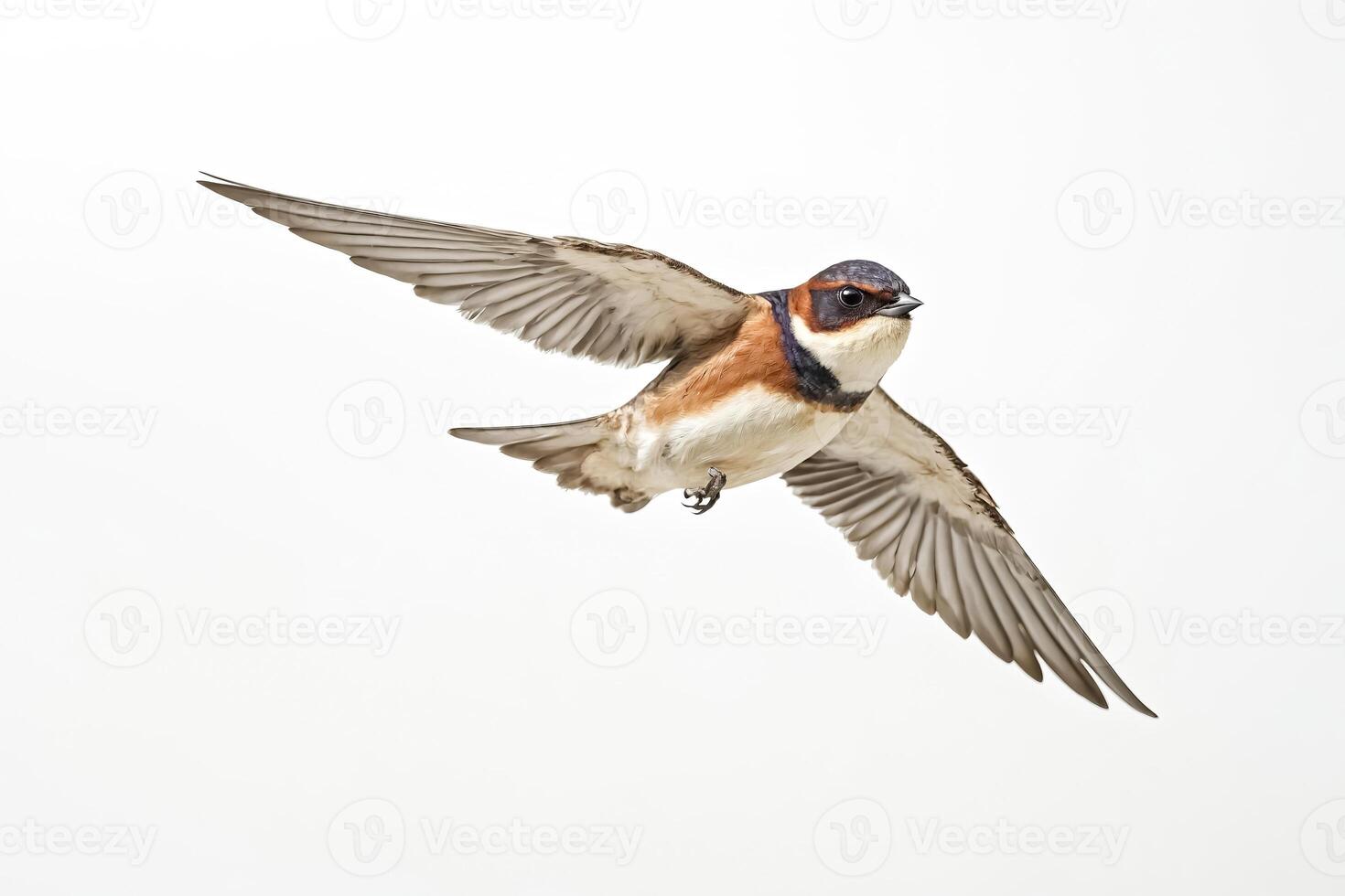 A Swallow In Flight, Isolated on White photo