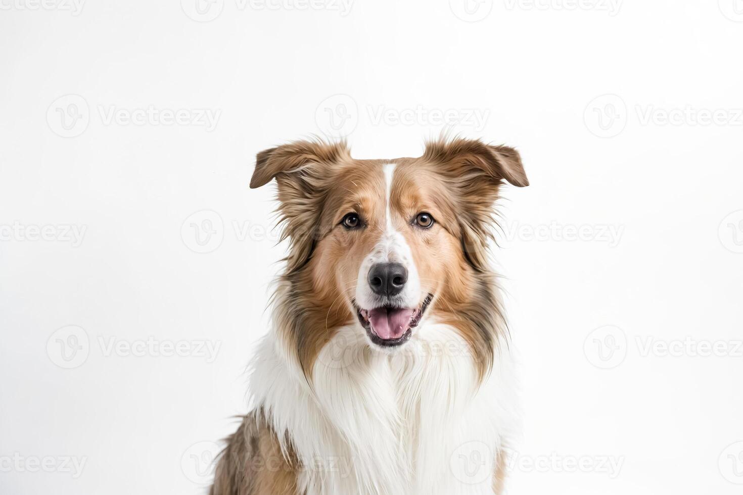 Portrait of a Border Collie with a White Background photo
