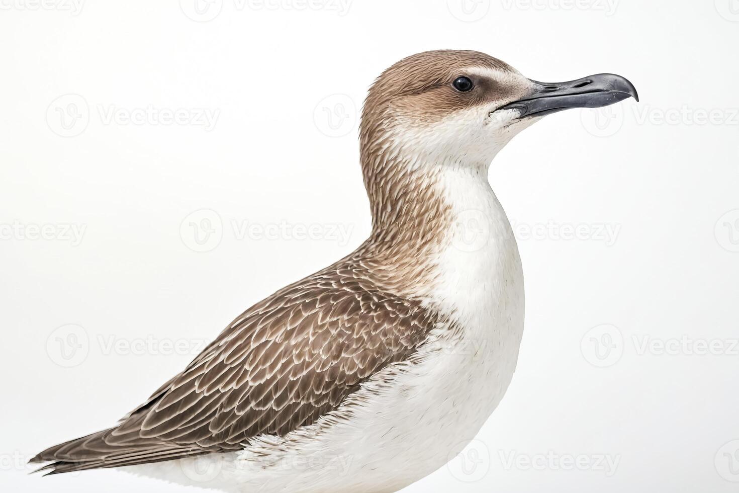 Close-up of a White-tailed tropicbird with a white background photo