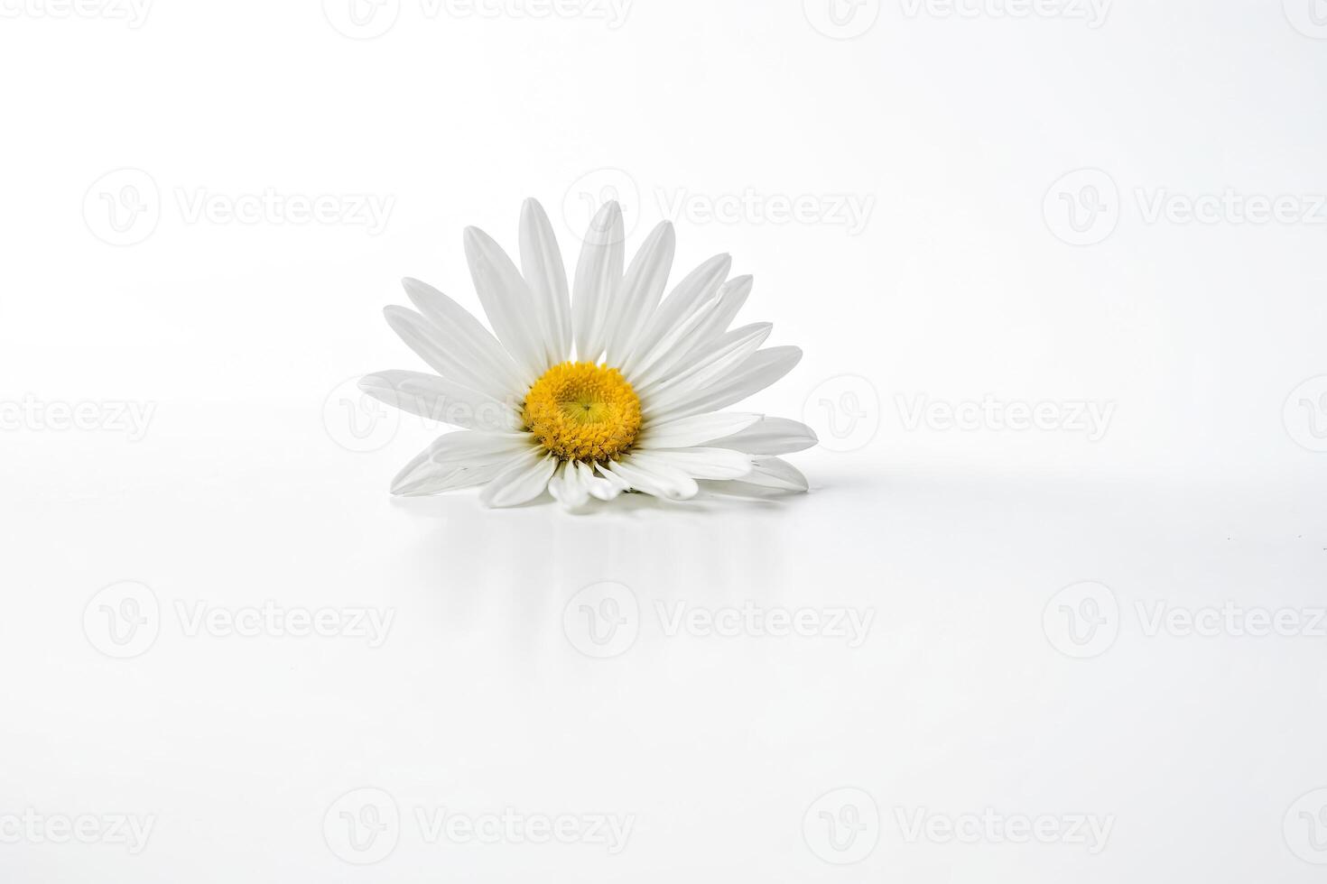 Single Daisy Flower on White Background photo
