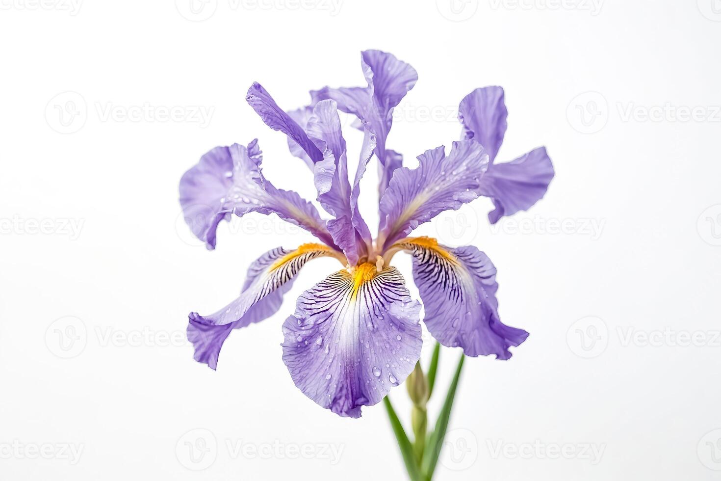 Closeup of a purple iris with water droplets on the petals photo