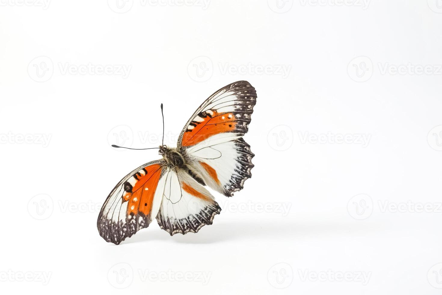 Orange and White Butterfly Isolated on White Background photo