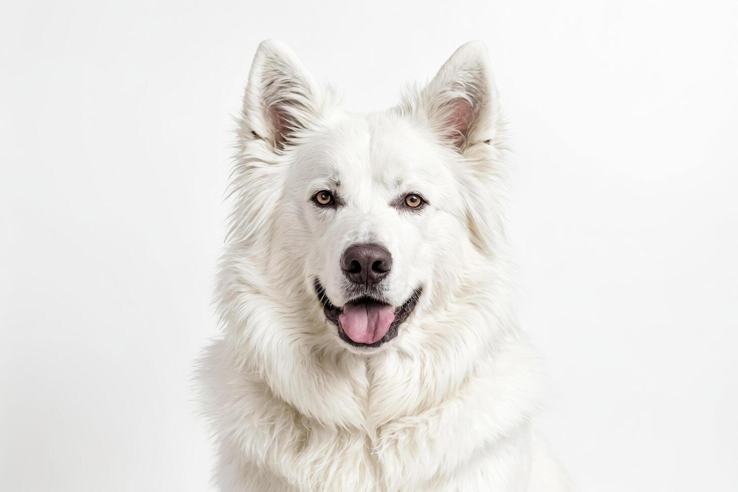 White Dog With Tongue Out photo