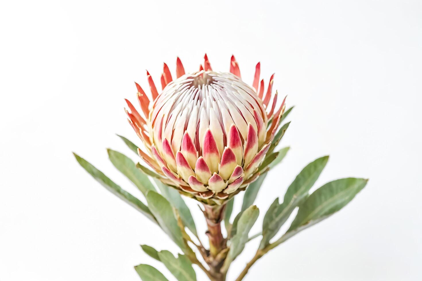 Closeup of a Single Red and White Protea Flower on White Background photo