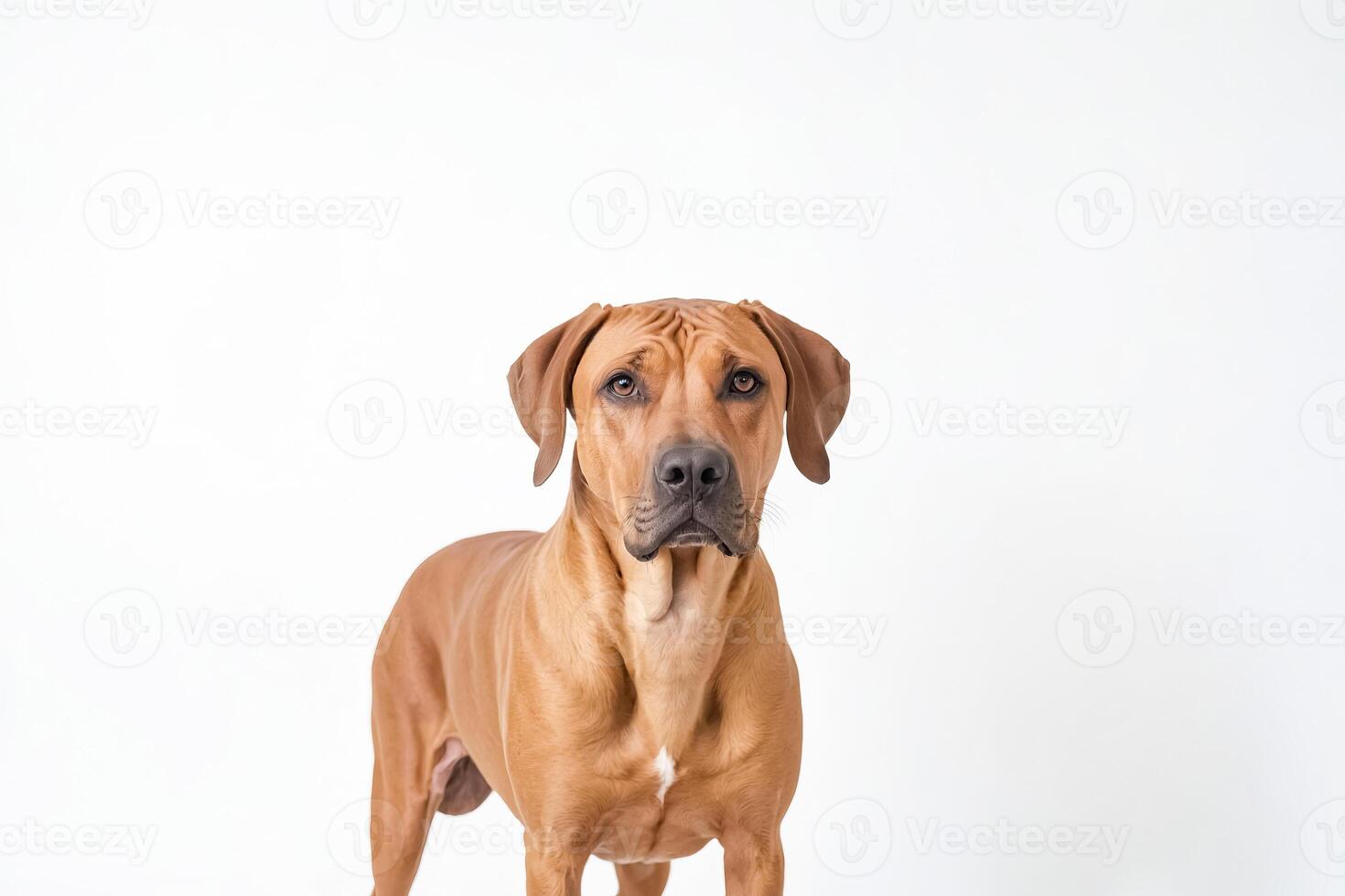 Portrait of a Rhodesian Ridgeback Dog photo
