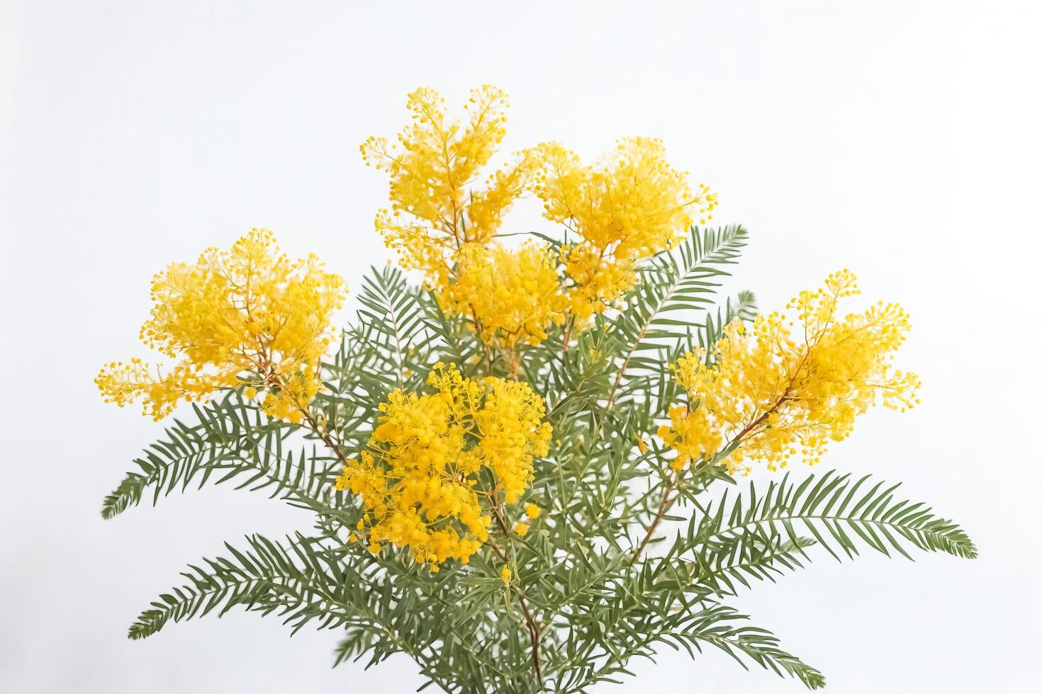 Mimosa Flower Branch on White Background photo