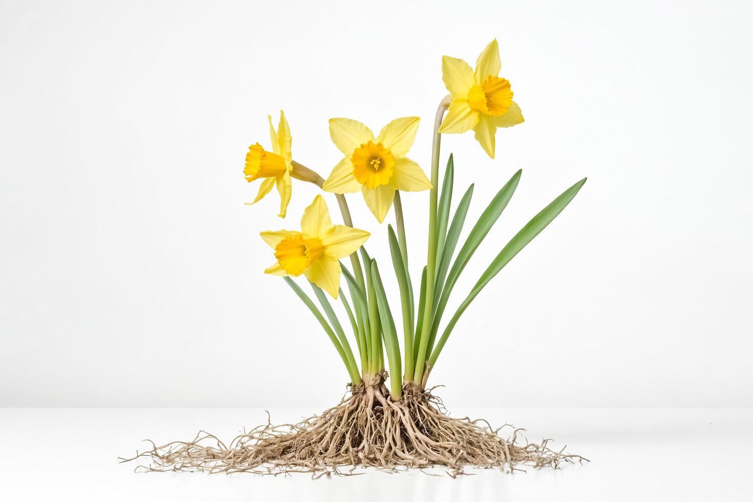 Yellow Daffodils with Roots photo