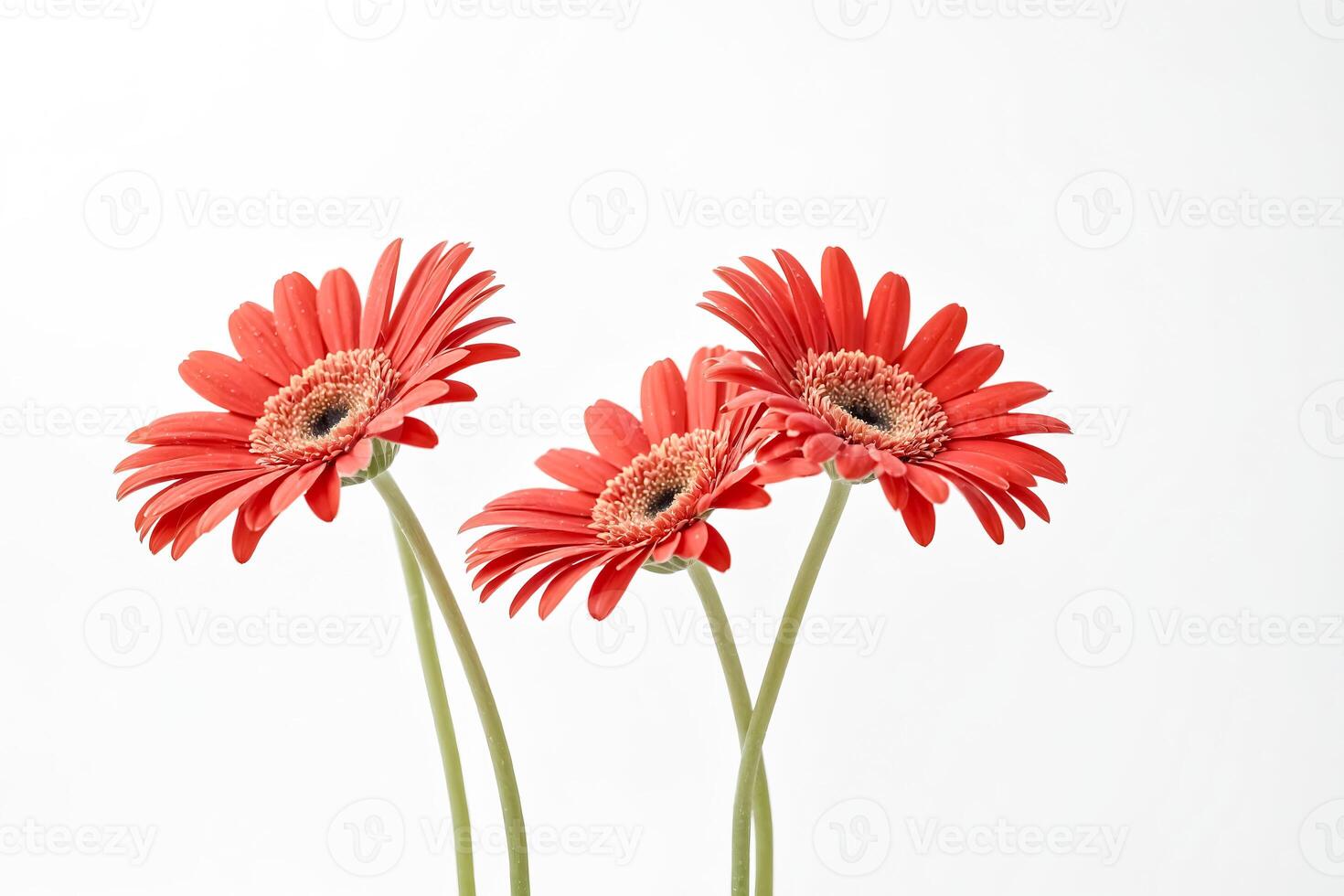 Three Red Gerbera Daisies on White Background photo