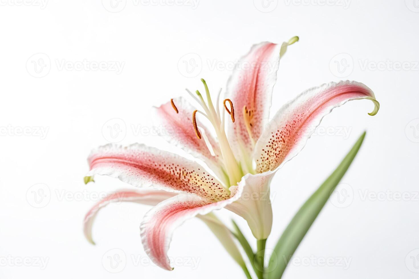 Pink Lily Flower on White Background photo