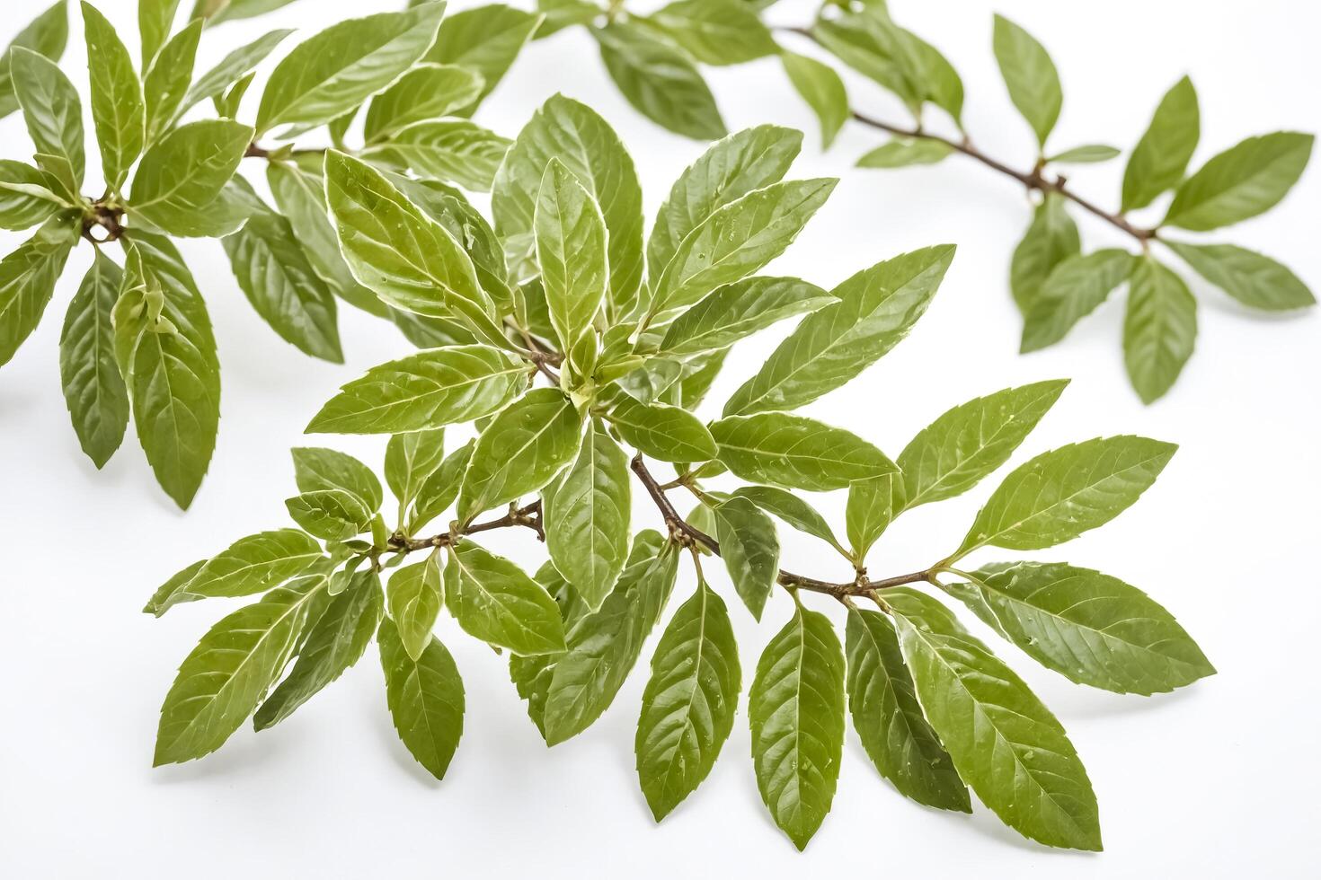 Green leaves on a white background photo