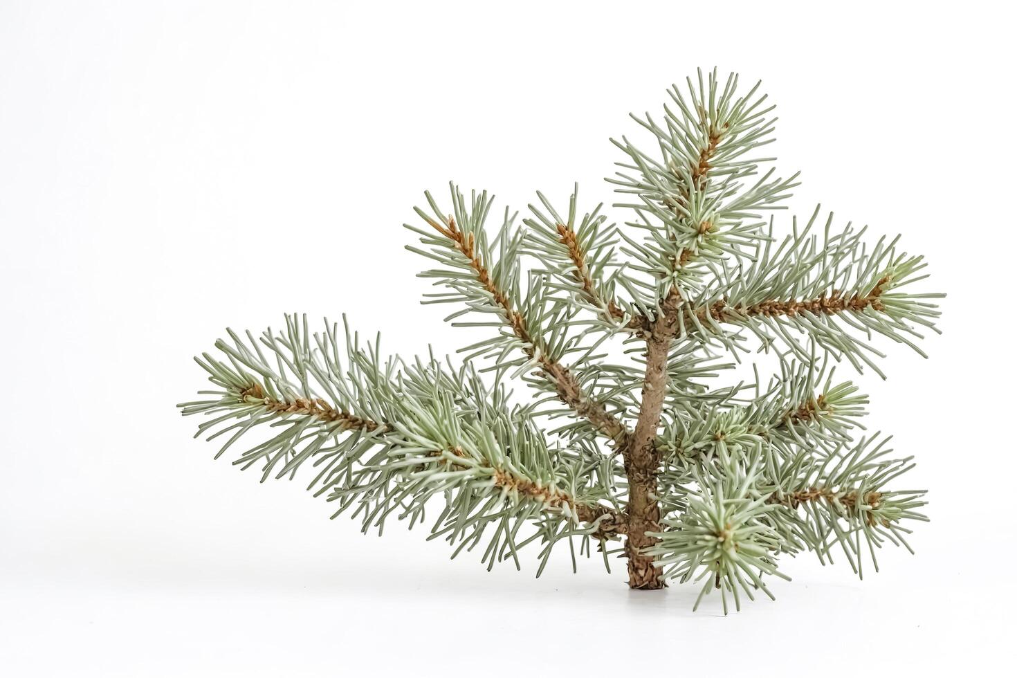 Closeup of a fir tree branch with white background photo