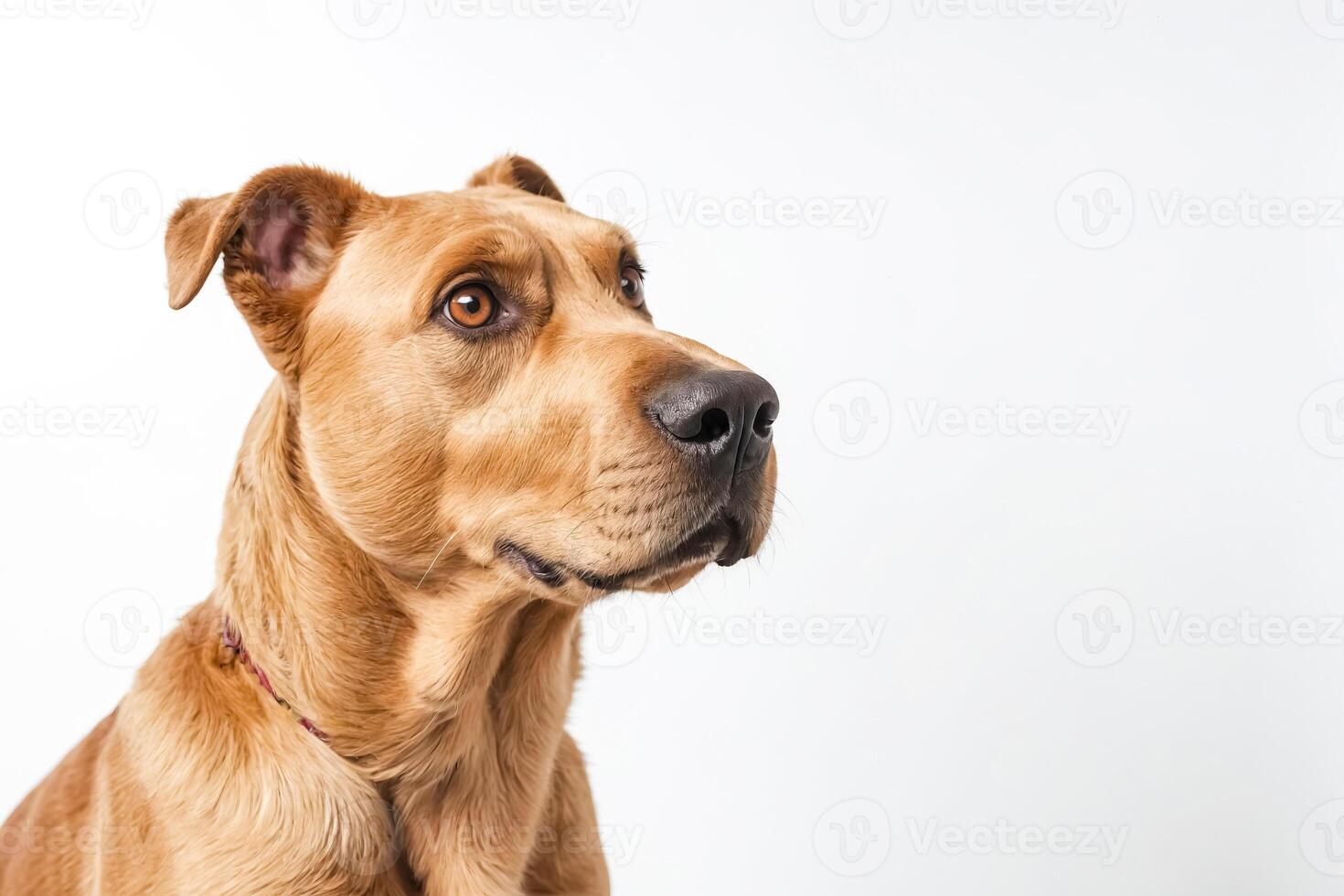 Golden Retriever Looking Away photo