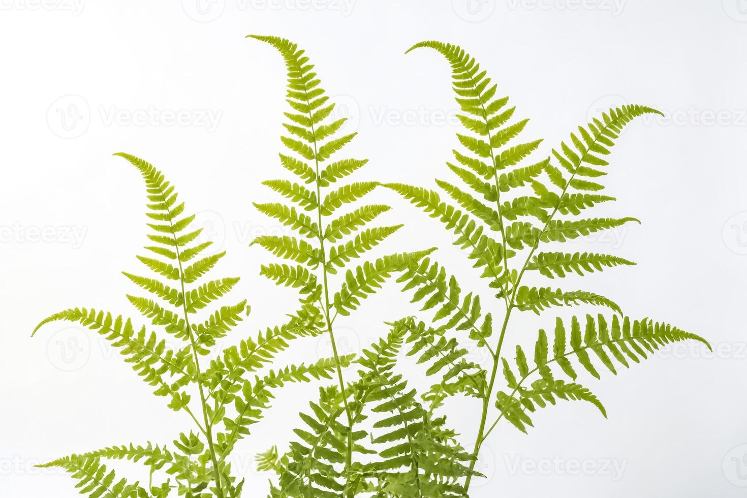 Green Fern Leaves on White Background photo