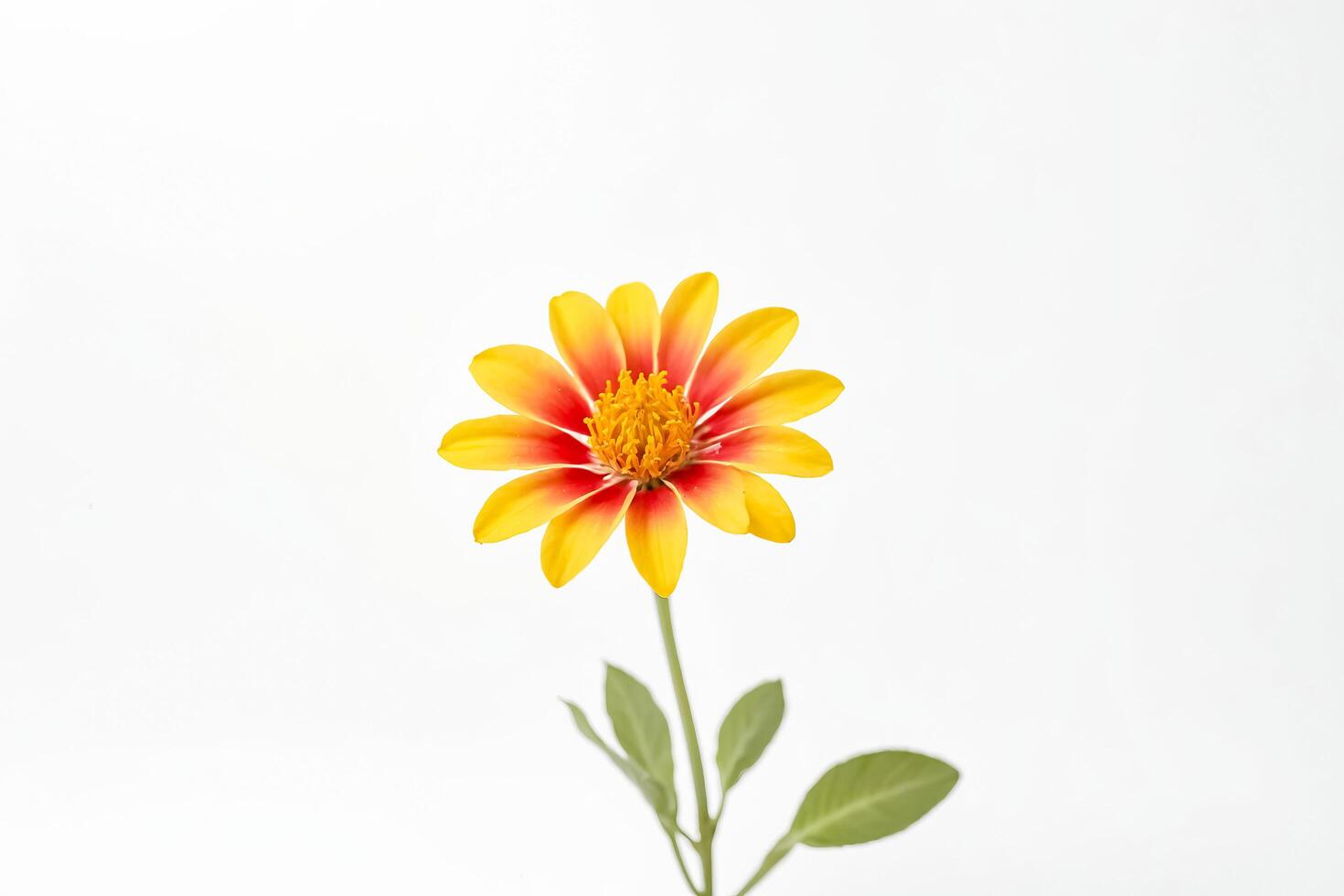 Yellow and Red Flower on White Background photo