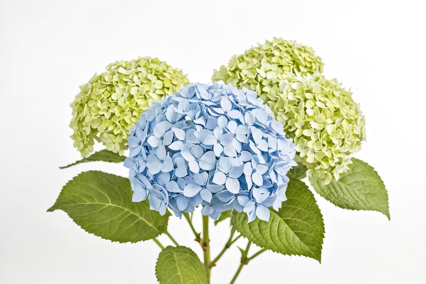 Light Blue Hydrangea with Green Leaves on White Background photo