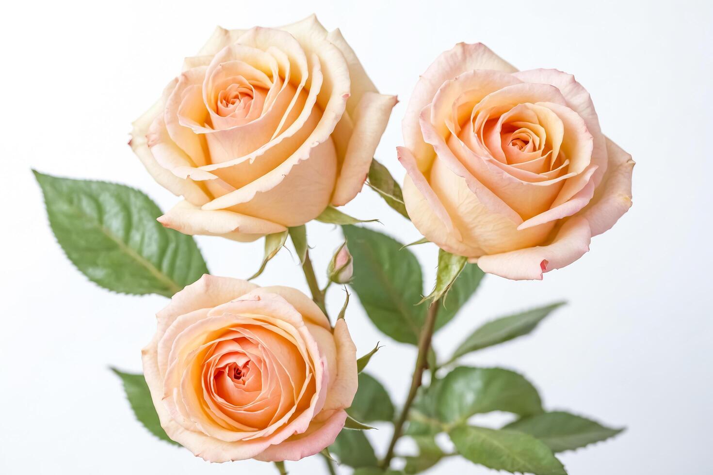 Peach Rose Bouquet photo