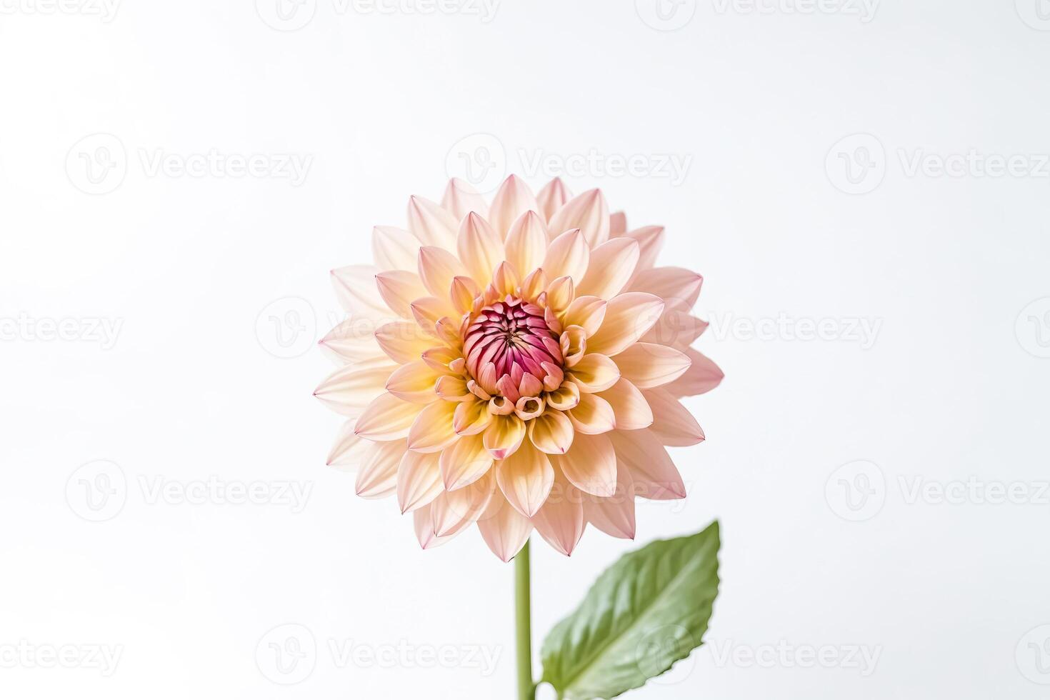 Single Peach Dahlia on White Background photo