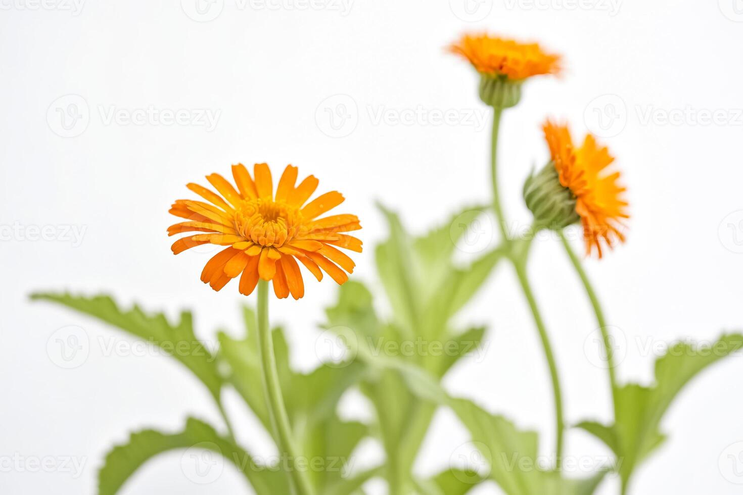 Closeup of Orange Calendula Flower with White Background photo