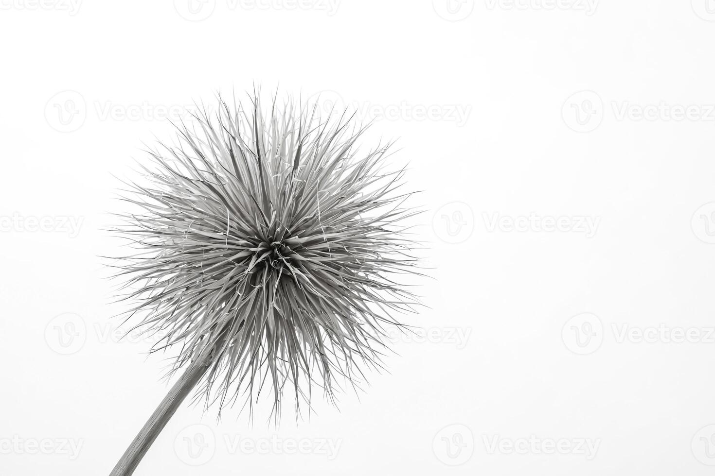 Abstract Monochrome Dandelion Seed Head photo