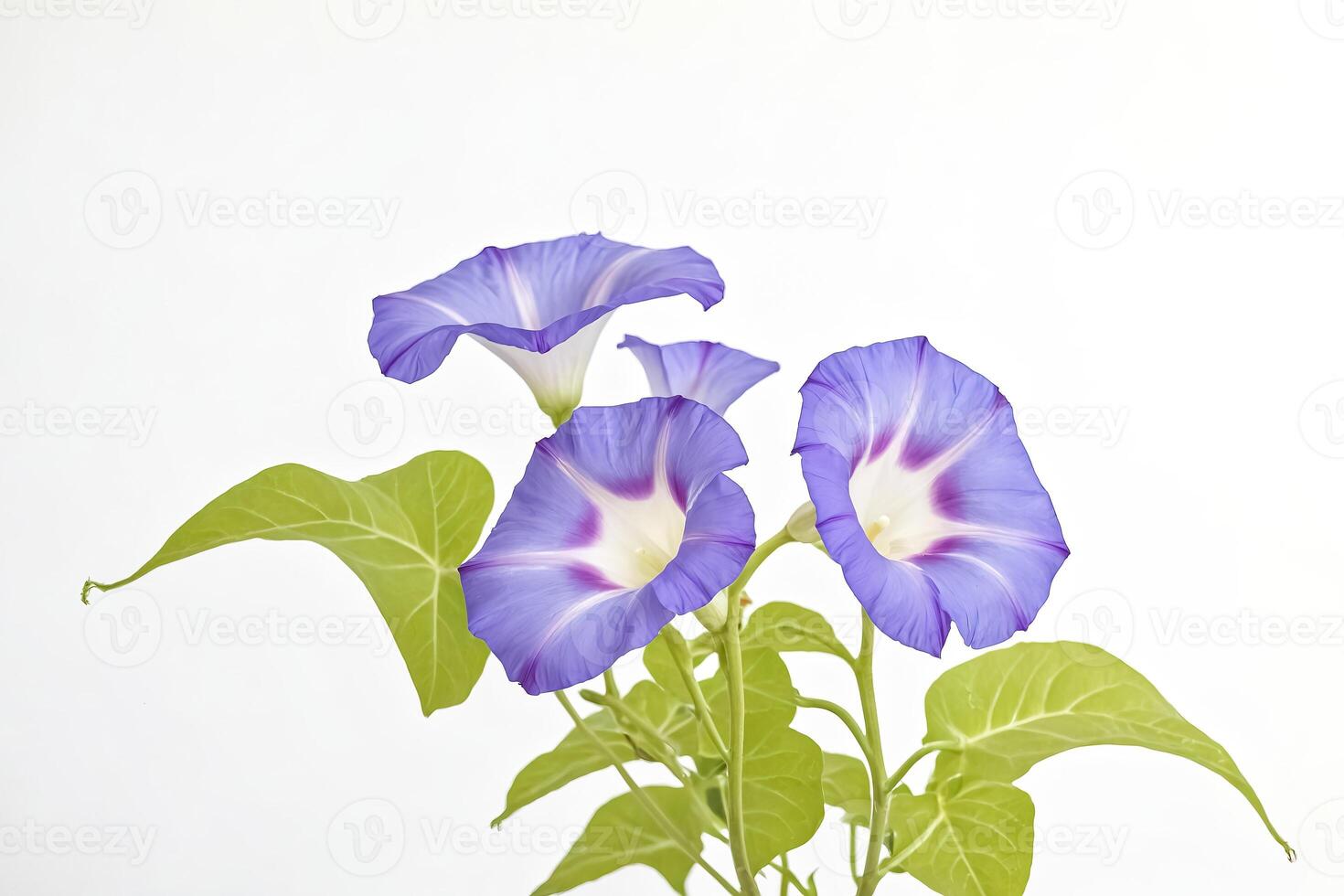 Close-up of Purple Morning Glory Flowers on White Background photo