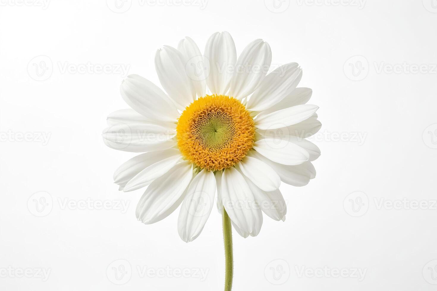 Single White Daisy Flower on White Background photo