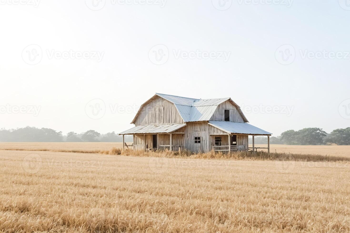 Abandoned Farmhouse in a Field of Wheat photo