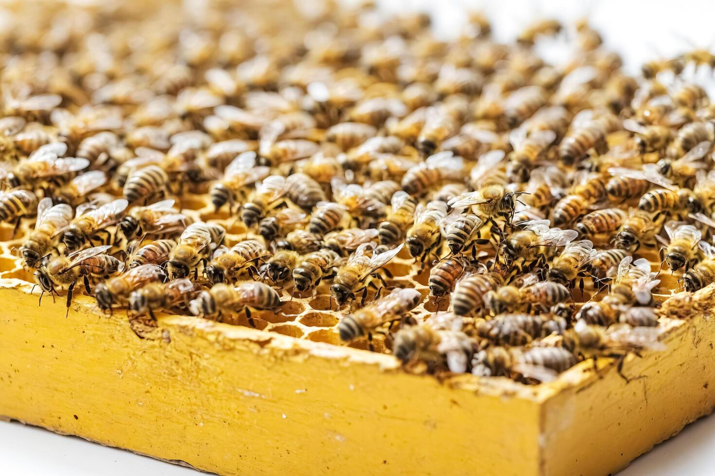 Honey Bees on a Honeycomb photo