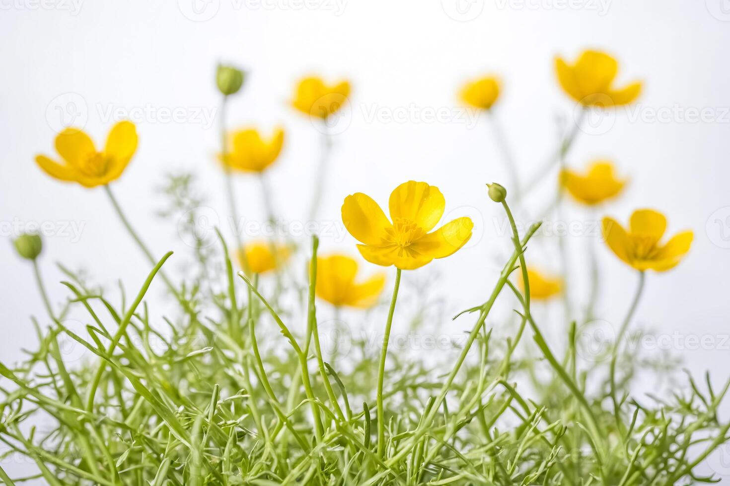 Yellow Buttercup Flowers photo