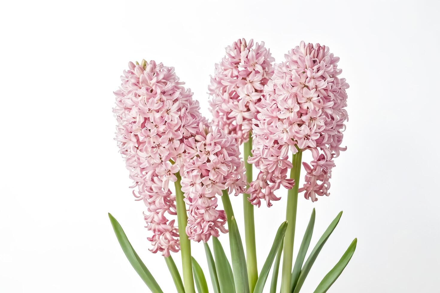 Pink Hyacinth Flowers on White Background photo