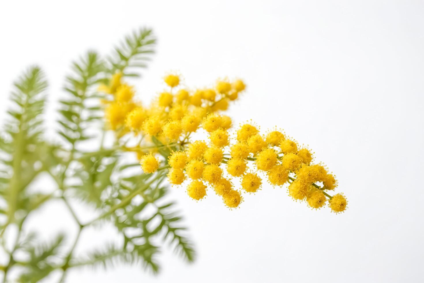 Mimosa Flower Branch on White Background photo