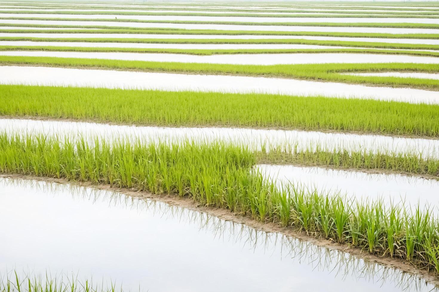 Green rice paddy fields with water reflection photo