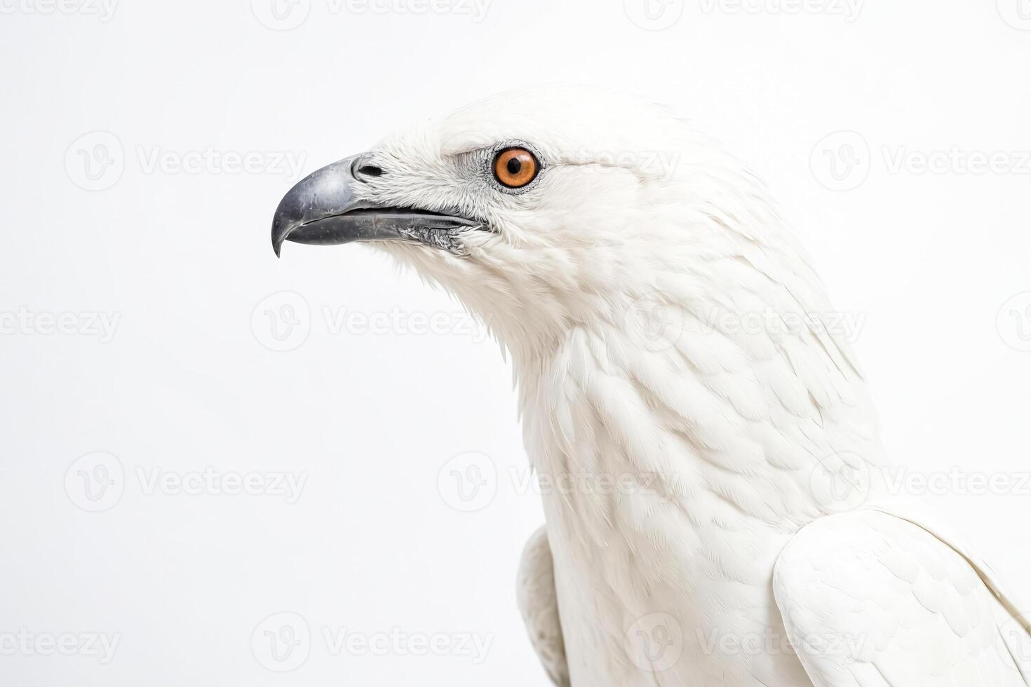 White Hawk Portrait photo