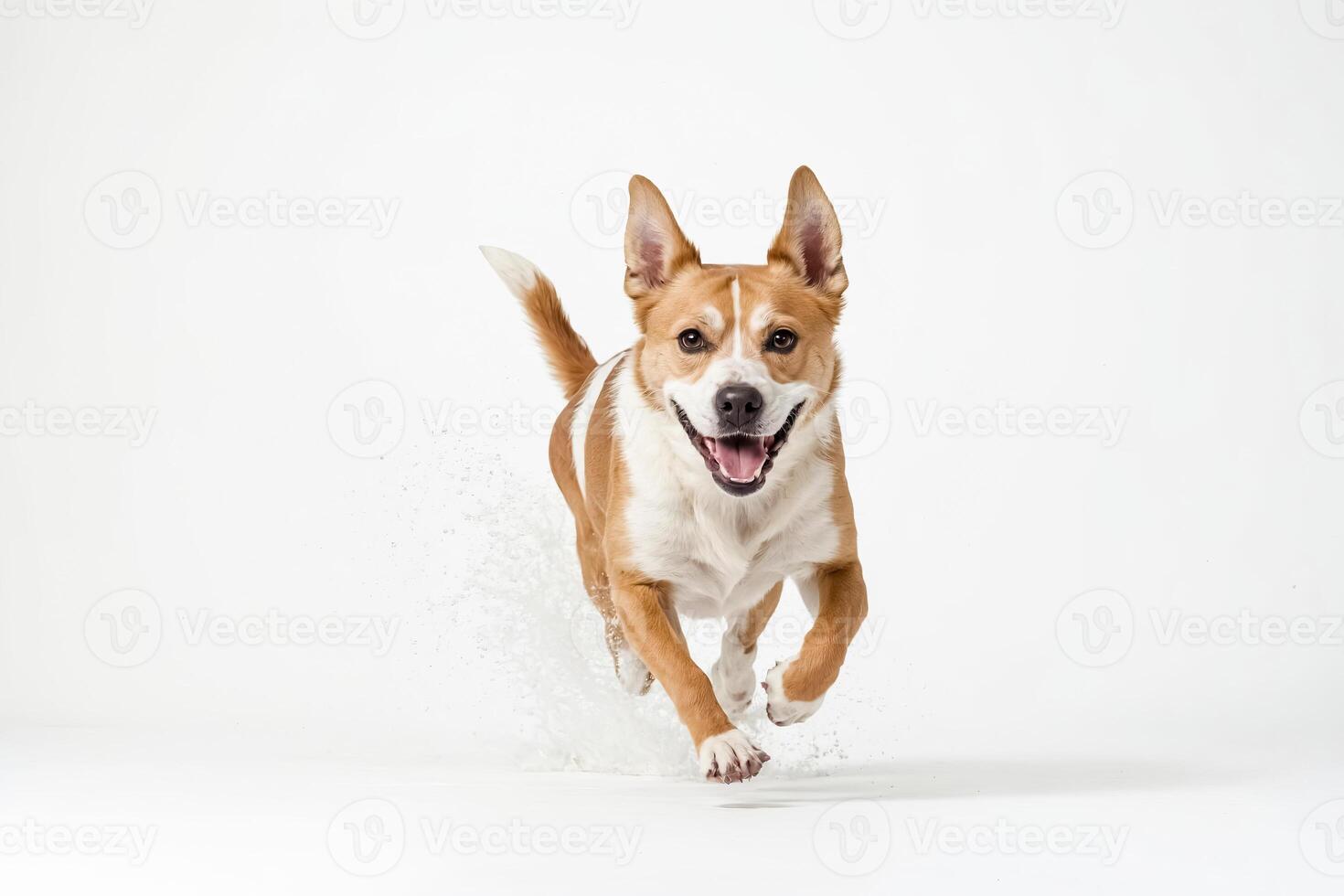 Happy Dog Running with Splashing Water photo