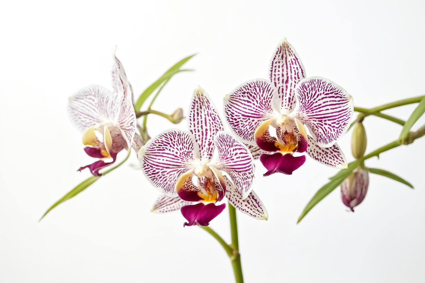 White and purple orchid flower on white background photo
