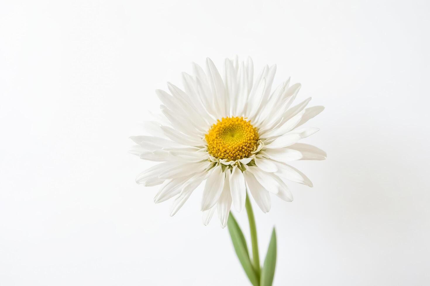 Single White Daisy on White Background photo