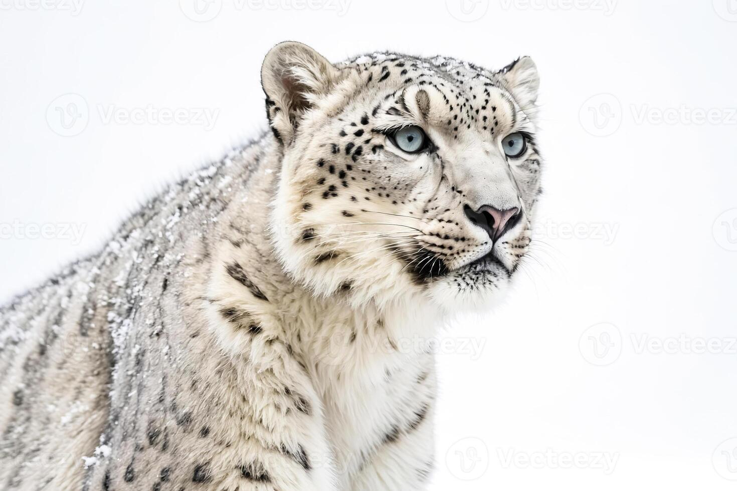 Close Up of a Snow Leopard's Face photo