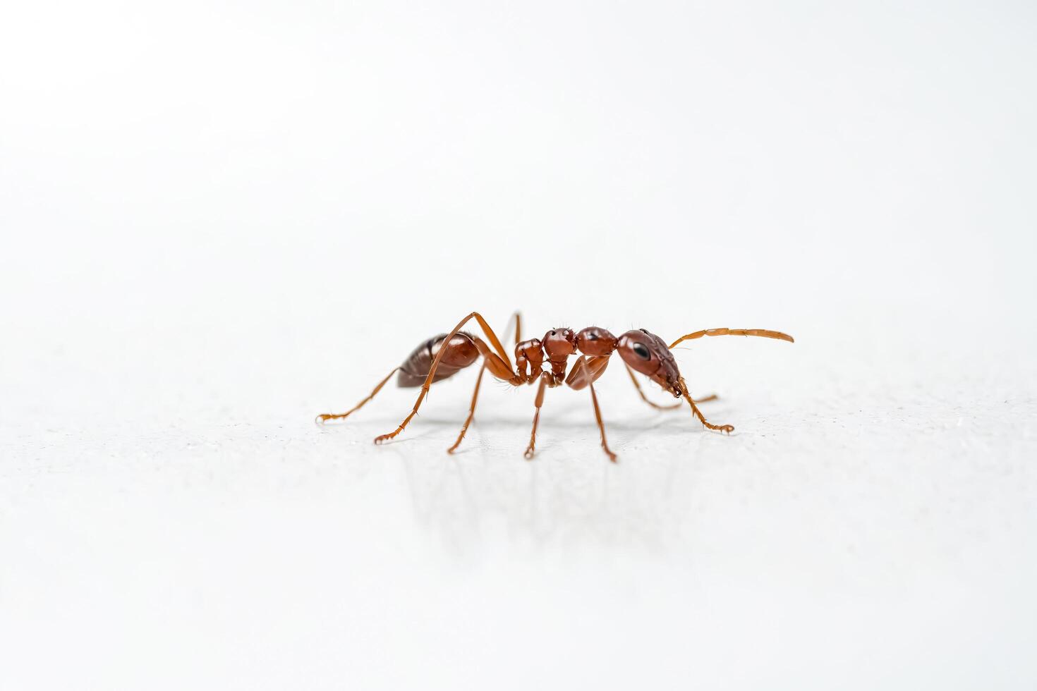 Red ant on white background photo