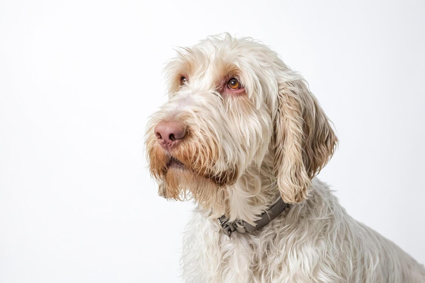 White dog with brown eyes looking to the side photo