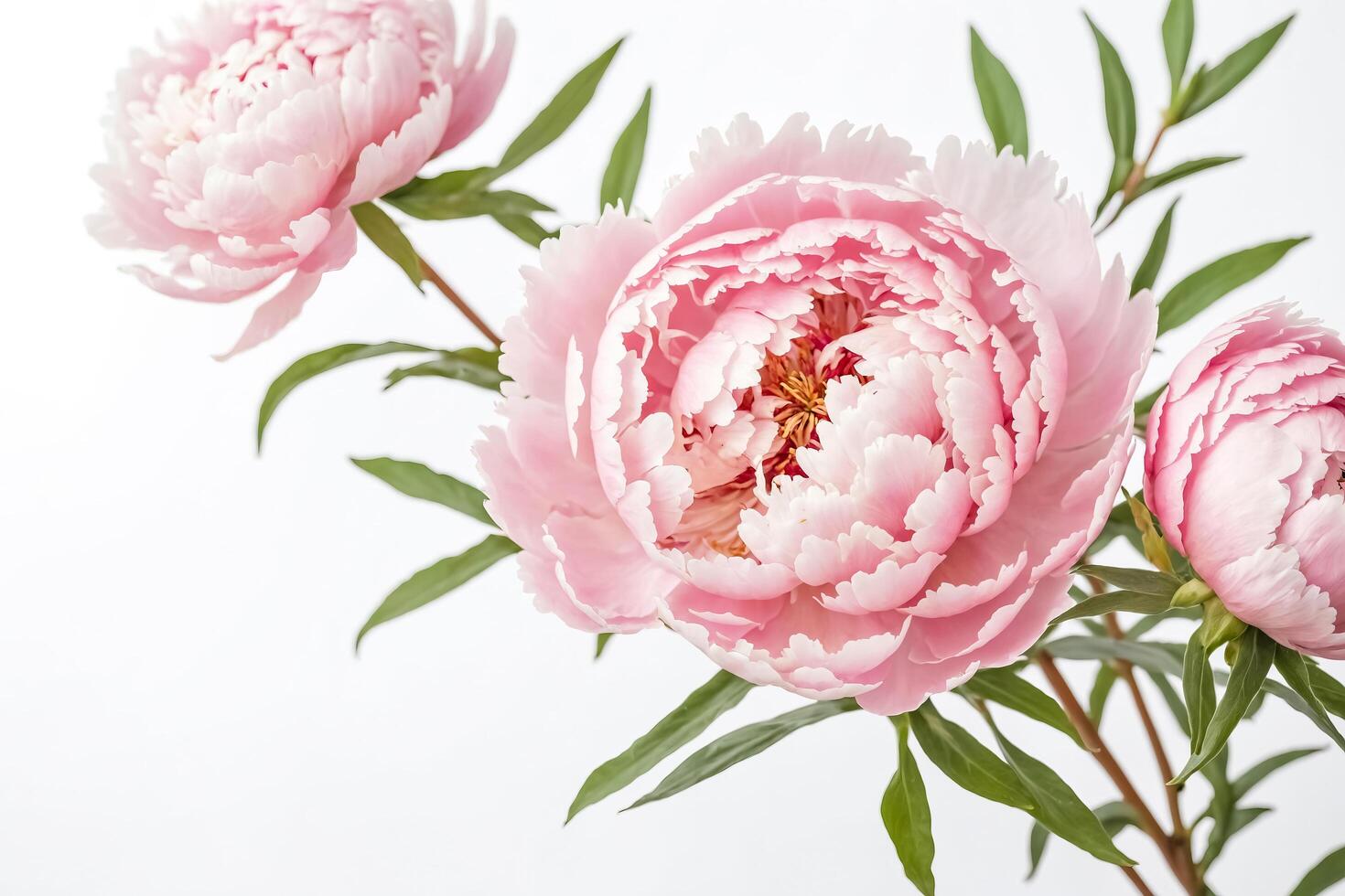 Delicate Pink Peony Blossom photo