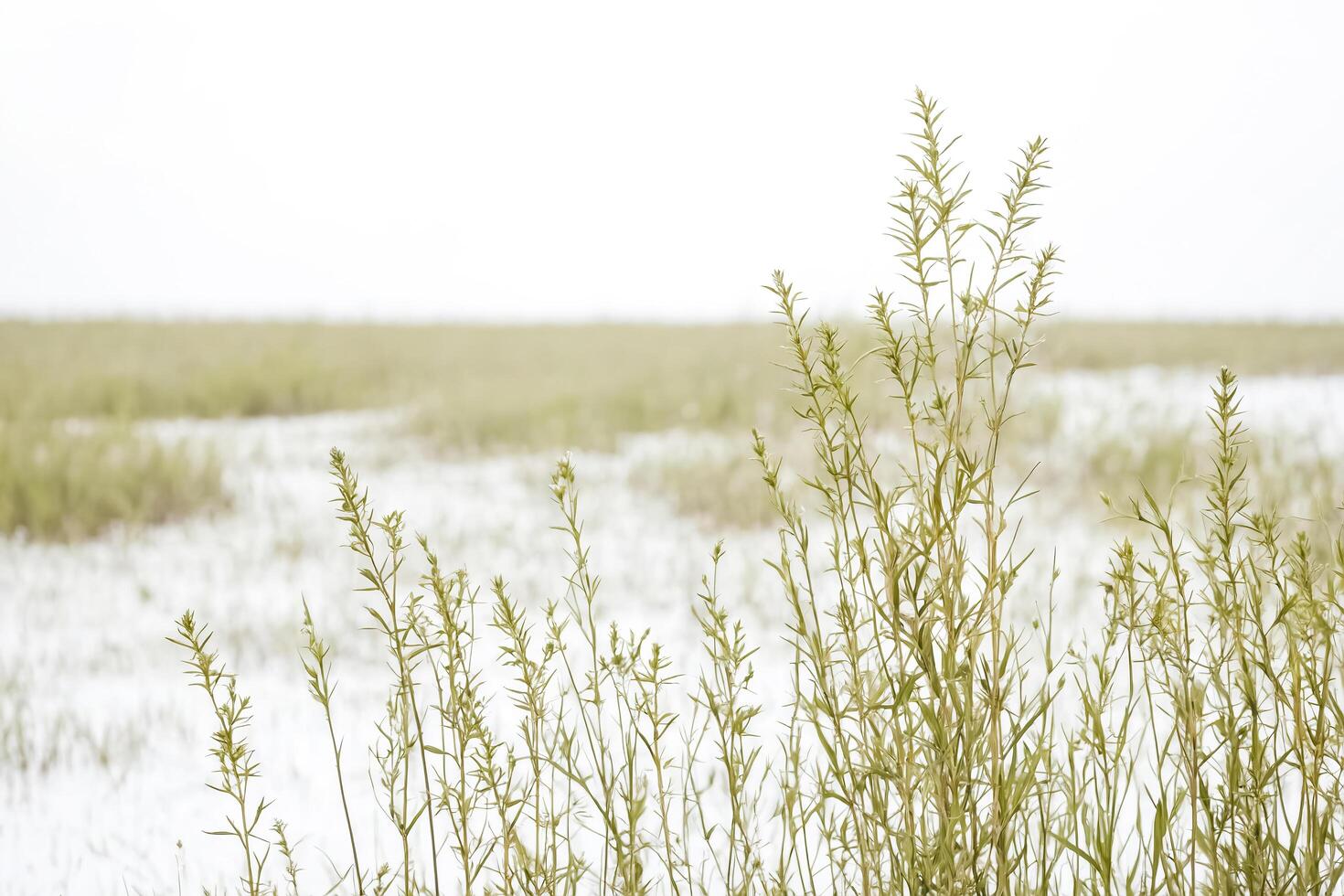 Green Grass Stalks in a Snowy Field photo