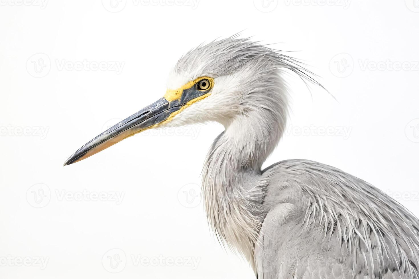 Grey Heron Portrait photo
